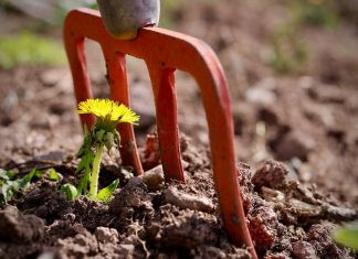 Resiliencia: ¿la palabra del año en ciberseguridad? resiliencia flor