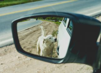 Los cinco problemas de ciberseguridad en coches más curiosos del 2020 Imagen de un perro que olfatea un coche
