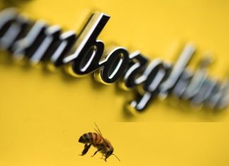 Por qué Lamborghini se dedica a espiar a las abejas Imagen de una abeja junto al logo de un Lamborghini