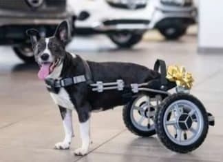 Bunny-Benz: La perrita propulsada con la ayuda de… Mercedes Perra Bunny-Benz silla de ruedas Mercedes lateral