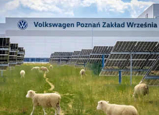 ¿Son las ovejas las mejores empleadas de esta fábrica de Volkswagen? Volkswagen fábrica Poznan Polonia ovejas